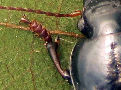 Carabidae: Harpalus cfr. anxius